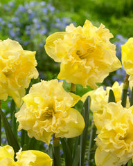 Daffodil Sailorman Narcissus Bulbs Blooms Species Growing Bonsai Roots Rhizomes Corms Tubers Potted Planting Reblooming Fragrant Garden Flower Seeds Plant