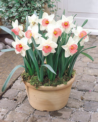 Daffodil Salome Narcissus Bulbs Blooms Species Growing Bonsai Roots Rhizomes Corms Tubers Potted Planting Reblooming Fragrant Garden Flower Seeds Plant