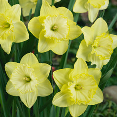 Narcissus Ice Follies Daffodil Bulbs Blooms Species Growing Bonsai Roots Rhizomes Corms Tubers Potted Planting Reblooming Fragrant Garden Flower Seeds Plant