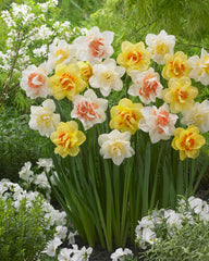 Daffodil Tahiti Narcissus Bulbs Blooms Species Growing Bonsai Roots Rhizomes Corms Tubers Potted Planting Reblooming Fragrant Garden Flower Seeds Plant