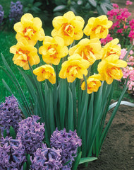 Daffodil Tahiti Narcissus Bulbs Blooms Species Growing Bonsai Roots Rhizomes Corms Tubers Potted Planting Reblooming Fragrant Garden Flower Seeds Plant
