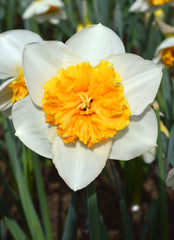 Daffodil Virginia Sunrise Narcissus Bulbs Blooms Species Growing Bonsai Roots Rhizomes Corms Tubers Potted Planting Reblooming Fragrant Garden Flower Seeds Plant - Seedsplant