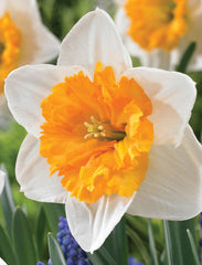 Daffodil Virginia Sunrise Narcissus Bulbs Blooms Species Growing Bonsai Roots Rhizomes Corms Tubers Potted Planting Reblooming Fragrant Garden Flower Seeds Plant - Seedsplant