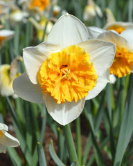 Daffodil Virginia Sunrise Narcissus Bulbs Blooms Species Growing Bonsai Roots Rhizomes Corms Tubers Potted Planting Reblooming Fragrant Garden Flower Seeds Plant - Seedsplant