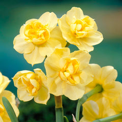 Narcissus Yellow Cheerfulness Daffodil Bulbs Blooms Species Growing Bonsai Roots Rhizomes Corms Tubers Potted Planting Reblooming Fragrant Garden Flower Seeds Plant