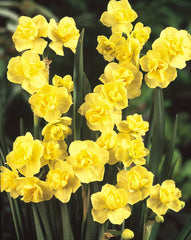 Narcissus Yellow Cheerfulness Daffodil Bulbs Blooms Species Growing Bonsai Roots Rhizomes Corms Tubers Potted Planting Reblooming Fragrant Garden Flower Seeds Plant