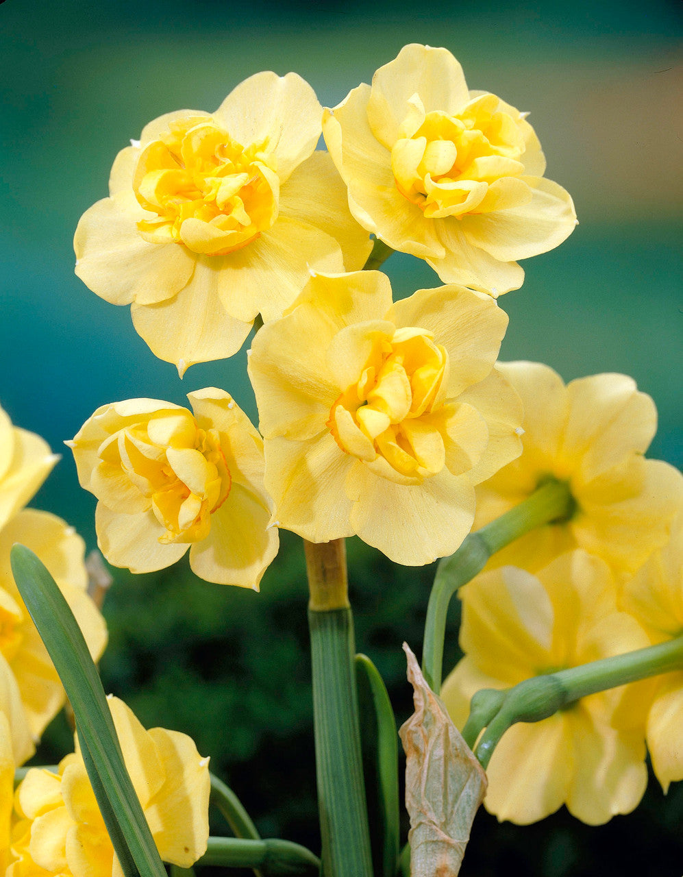 Daffodil Yellow Cheerfulness by Weight Narcissus Bulbs Blooms Species Growing Bonsai Roots Rhizomes Corms Tubers Potted Planting Reblooming Fragrant Garden Flower Seeds Plant