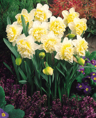 Daffodil Ice King Narcissus Bulbs Blooms Species Growing Bonsai Roots Rhizomes Corms Tubers Potted Planting Reblooming Fragrant Garden Flower Seeds Plant