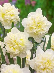 Daffodil Ice King Narcissus Bulbs Blooms Species Growing Bonsai Roots Rhizomes Corms Tubers Potted Planting Reblooming Fragrant Garden Flower Seeds Plant
