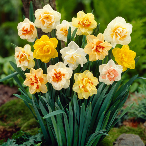 Double Narcissus Mixed Daffodil Bulbs Blooms Species Growing Bonsai Roots Rhizomes Corms Tubers Potted Planting Reblooming Fragrant Garden Flower Seeds Plant