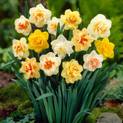 Double Narcissus Mixed Daffodil Bulbs Blooms Species Growing Bonsai Roots Rhizomes Corms Tubers Potted Planting Reblooming Fragrant Garden Flower Seeds Plant