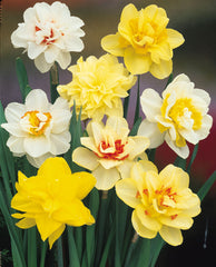Double Narcissus Mixed Daffodil Bulbs Blooms Species Growing Bonsai Roots Rhizomes Corms Tubers Potted Planting Reblooming Fragrant Garden Flower Seeds Plant