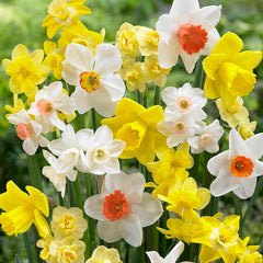 Fragrant Narcissus Mixed  Daffodil Bulbs Blooms Species Growing Bonsai Roots Rhizomes Corms Tubers Potted Planting Reblooming Fragrant Garden Flower Seeds Plant