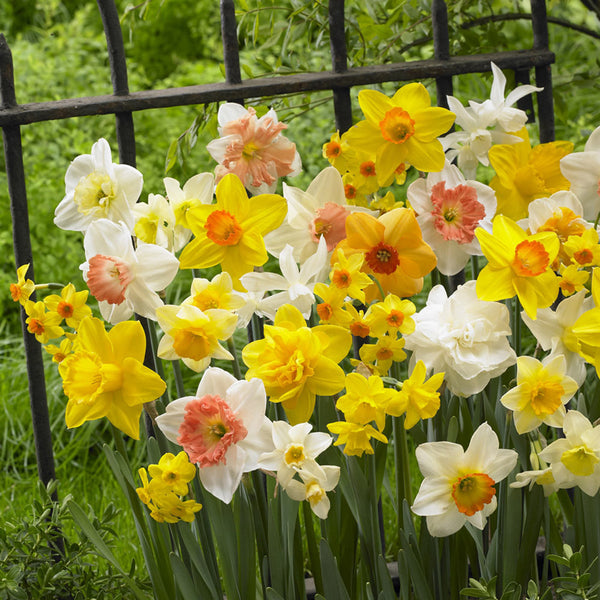 Daffodil and Narcissus Mix 12-14cm Daffodil Narcissus Bulbs Blooms Species Growing Bonsai Roots Rhizomes Corms Tubers Potted Planting Reblooming Fragrant Garden Flower Seeds Plant