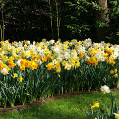 Narcissus Daffodil Classic Trumpet Mix Bulbs Blooms Species Growing Bonsai Roots Rhizomes Corms Tubers Potted Planting Reblooming Fragrant Garden Flower Seeds Plant