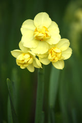 Daffodil Yellow Cheerfulness Narcissus Bulbs Blooms Species Growing Bonsai Roots Rhizomes Corms Tubers Potted Planting Reblooming Fragrant Garden Flower Seeds Plant