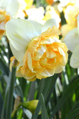 Daffodil Art Design Narcissus Bulbs Blooms Species Growing Bonsai Roots Rhizomes Corms Tubers Potted Planting Reblooming Fragrant Garden Flower Seeds Plant - Seedsplant