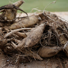 Labyrinth Dahlia Bulbs Perennial Growing Bonsai Roots Rhizomes Corms Tubers Potted Planting Reblooming Fragrant Garden Species Blooms Flower Seeds Plant Gardening