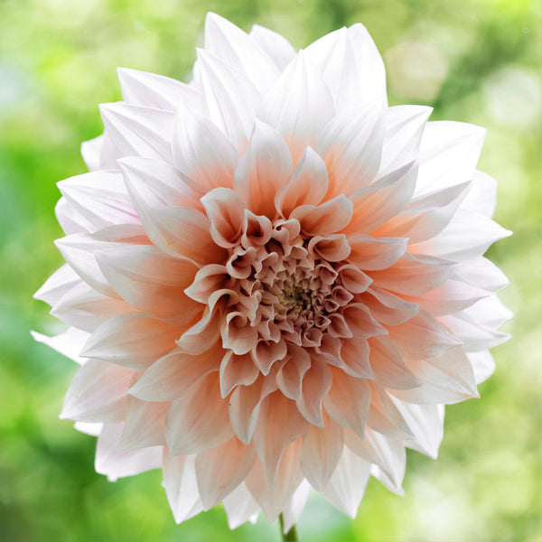 Cafe au Lait Dahlia Bulbs Perennial Growing Bonsai Roots Rhizomes Corms Tubers Potted Planting Reblooming Fragrant Garden Species Blooms Flower Seeds Plant Gardening