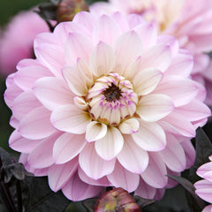 Melody Harmony Dahlia Bulbs Perennial Growing Bonsai Roots Rhizomes Corms Tubers Potted Planting Reblooming Fragrant Garden Species Blooms Flower Seeds Plant Gardening