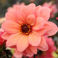 Poeme Dahlia Bulbs Perennial Growing Bonsai Roots Rhizomes Corms Tubers Potted Planting Reblooming Fragrant Garden Species Blooms Flower Seeds Plant Gardening