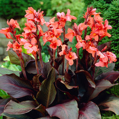 Dark Leaf Canna Collection Bulbs Perennial Growing Bonsai Roots Rhizomes Corms Tubers Potted Planting Reblooming Fragrant Garden Species Blooms Flower Seeds Plant Gardening - Seedsplant