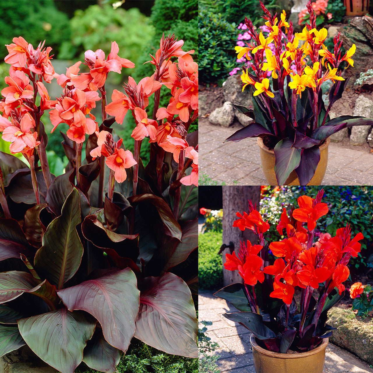 Dark Leaf Canna Collection Bulbs Perennial Growing Bonsai Roots Rhizomes Corms Tubers Potted Planting Reblooming Fragrant Garden Species Blooms Flower Seeds Plant Gardening - Seedsplant