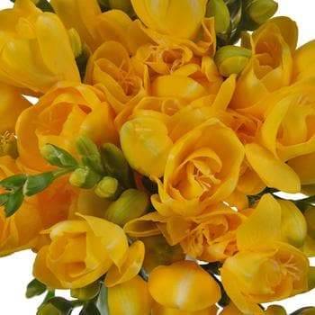 Double Yellow Freesia Bulbs Growing Bonsai Roots Rhizomes Corms Tubers Potted Planting Reblooming Fragrant Garden Species Blooms Flower Seeds Plant Gardening