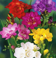 Double Mixed Freesia Bulbs Growing Bonsai Roots Rhizomes Corms Tubers Potted Planting Reblooming Fragrant Garden Species Blooms Flower Seeds Plant Gardening