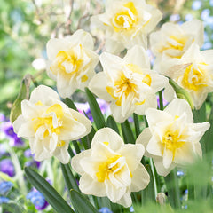 Double Narcissus Collection Daffodil Narcissus Bulbs Blooms Species Growing Bonsai Roots Rhizomes Corms Tubers Potted Planting Reblooming Fragrant Garden Flower Seeds Plant