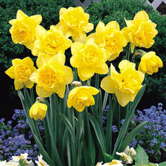 Double Narcissus Collection Daffodil Narcissus Bulbs Blooms Species Growing Bonsai Roots Rhizomes Corms Tubers Potted Planting Reblooming Fragrant Garden Flower Seeds Plant