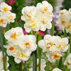 Double Narcissus Collection Daffodil Narcissus Bulbs Blooms Species Growing Bonsai Roots Rhizomes Corms Tubers Potted Planting Reblooming Fragrant Garden Flower Seeds Plant