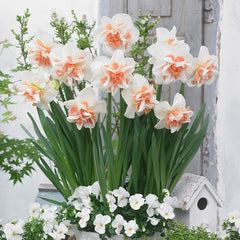 Double Narcissus Collection Daffodil Narcissus Bulbs Blooms Species Growing Bonsai Roots Rhizomes Corms Tubers Potted Planting Reblooming Fragrant Garden Flower Seeds Plant