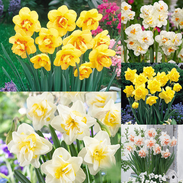 Double Narcissus Collection Daffodil Narcissus Bulbs Blooms Species Growing Bonsai Roots Rhizomes Corms Tubers Potted Planting Reblooming Fragrant Garden Flower Seeds Plant