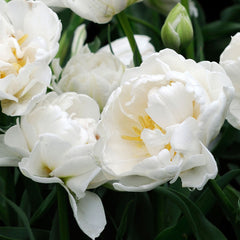 Double Early Tulip Bulbs Collection Blooms Species Growing Bonsai Roots Rhizomes Corms Tubers Potted Planting Reblooming Fragrant Garden Flower Seeds Plant