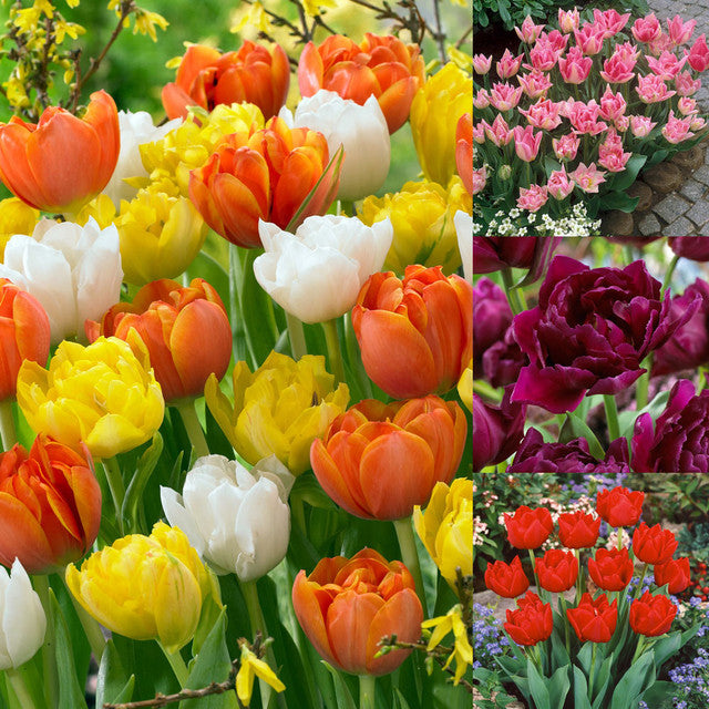 Double Early Tulip Bulbs Collection Blooms Species Growing Bonsai Roots Rhizomes Corms Tubers Potted Planting Reblooming Fragrant Garden Flower Seeds Plant