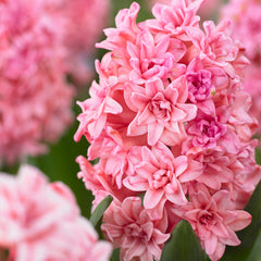 Double Hyacinth Collection Bulbs Blooms Species Growing Bonsai Roots Rhizomes Corms Tubers Potted Planting Reblooming Fragrant Garden Flower Seeds Plant Gardening - Seedsplant