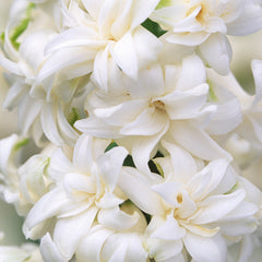 Double Hyacinth Collection Bulbs Blooms Species Growing Bonsai Roots Rhizomes Corms Tubers Potted Planting Reblooming Fragrant Garden Flower Seeds Plant Gardening - Seedsplant