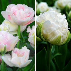 Tulip Bulbs Mountain Mist Collection Blooms Species Growing Bonsai Roots Rhizomes Corms Tubers Potted Planting Reblooming Fragrant Garden Flower Seeds Plant