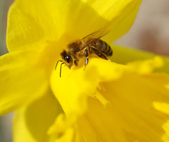 Daffodil Dutch Master Narcissus Bulbs Blooms Species Growing Bonsai Roots Rhizomes Corms Tubers Potted Planting Reblooming Fragrant Garden Flower Seeds Plant