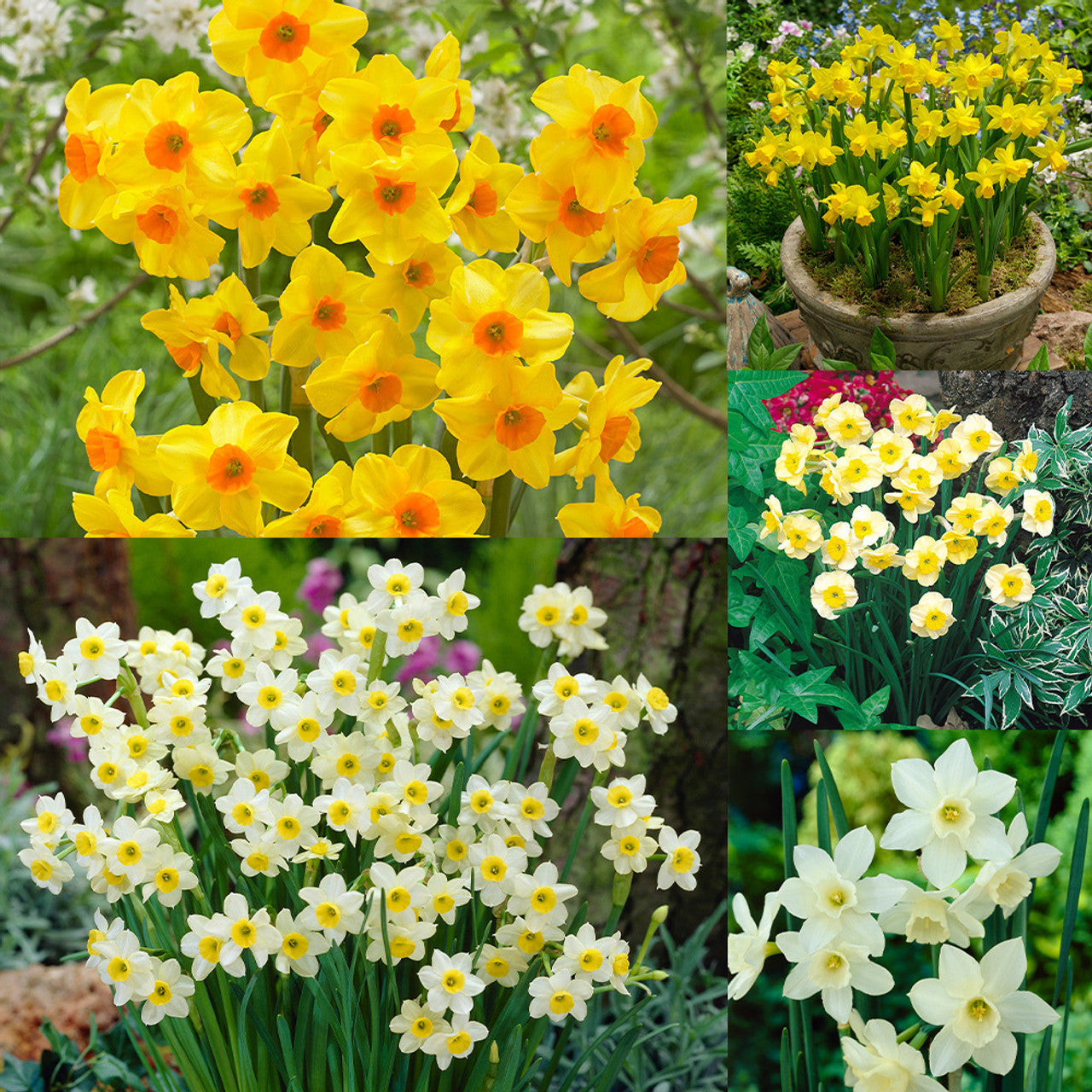 Rockery Narcissus Collection Daffodil  Bulbs Blooms Species Growing Bonsai Roots Rhizomes Corms Tubers Potted Planting Reblooming Fragrant Garden Flower Seeds Plant