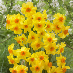 Rockery Narcissus Collection Daffodil  Bulbs Blooms Species Growing Bonsai Roots Rhizomes Corms Tubers Potted Planting Reblooming Fragrant Garden Flower Seeds Plant