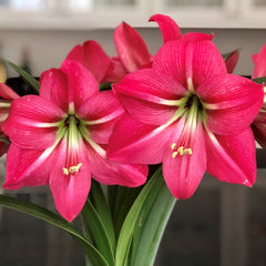 Pink Ladies Collection Amaryllis Hippeastrum Blooms Species Growing Bonsai Bulbs Roots Rhizomes Corms Tubers Potted Planting Reblooming Fragrant Garden Flower Seeds Plant  Size 12-16cm