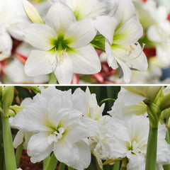 White Clouds Duo Amaryllis Hippeastrum Blooms Species Growing Bonsai Bulbs Roots Rhizomes Corms Tubers Potted Planting Reblooming Fragrant Garden Flower Seeds Plant  Size 12-16cm - Seedsplant
