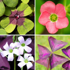 Seedsplant AA001 Oxalis Bulbs Wood Sorrel Shamrock Perennial Growing Bonsai Roots Rhizomes Corms Tubers Potted Planting Reblooming Fragrant Garden Species Blooms Flower Seeds Plant Gardening