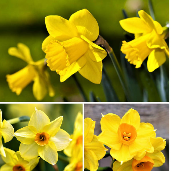 Narcissus Gulf Coast Daffodil Collection Bulbs Blooms Species Growing Bonsai Roots Rhizomes Corms Tubers Potted Planting Reblooming Fragrant Garden Flower Seeds Plant
