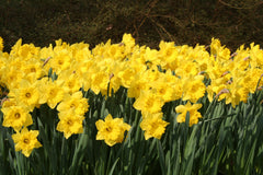 Eight Weeks of Daffodils Narcissus Bulbs Blooms Species Growing Bonsai Roots Rhizomes Corms Tubers Potted Planting Reblooming Fragrant Garden Flower Seeds Plant - Seedsplant