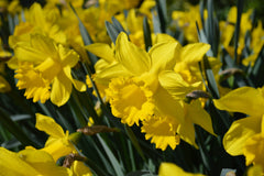 Eight Weeks of Daffodils Narcissus Bulbs Blooms Species Growing Bonsai Roots Rhizomes Corms Tubers Potted Planting Reblooming Fragrant Garden Flower Seeds Plant - Seedsplant