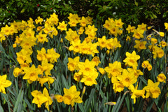 Eight Weeks of Daffodils Narcissus Bulbs Blooms Species Growing Bonsai Roots Rhizomes Corms Tubers Potted Planting Reblooming Fragrant Garden Flower Seeds Plant - Seedsplant