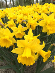 Eight Weeks of Daffodils Narcissus Bulbs Blooms Species Growing Bonsai Roots Rhizomes Corms Tubers Potted Planting Reblooming Fragrant Garden Flower Seeds Plant - Seedsplant